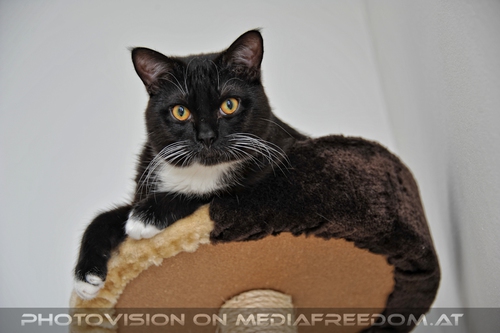 Relaxter Kater Ebony