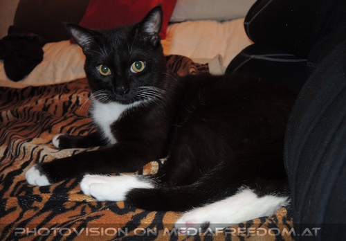 Spielgef�hrte Ebony 01