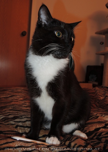 Spielgef�hrte Ebony 02