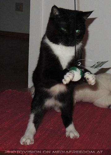 Spielgef�hrte Ebony 04