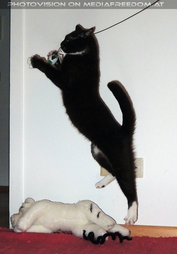 Spielgef�hrte Ebony 07