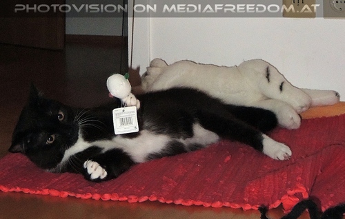 Spielgef�hrte Ebony 08