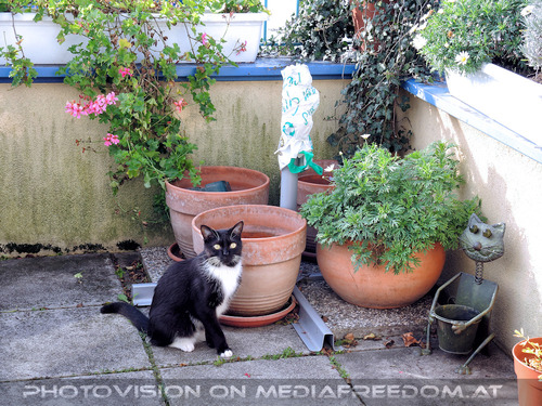 Terrassen K�nig Ebony 2