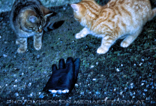 Urlaub am Bauernhof 06