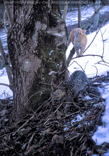 Urlaub am Bauernhof 07