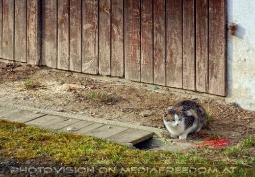 Urlaub am Bauernhof 2