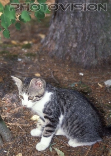 Ich glaub ich steh im Wald
