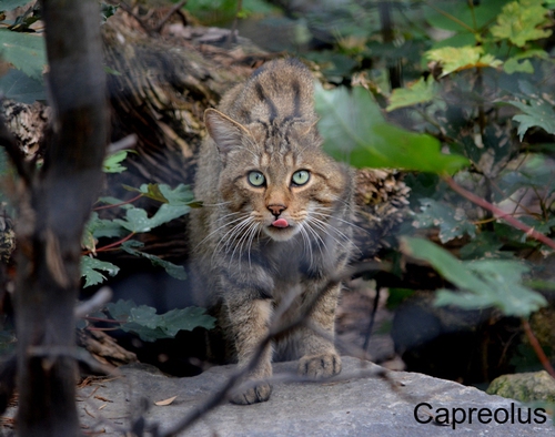 Ich komme .....: Wildkatze Diva