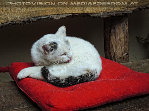 Wildparkkatzenw�sche