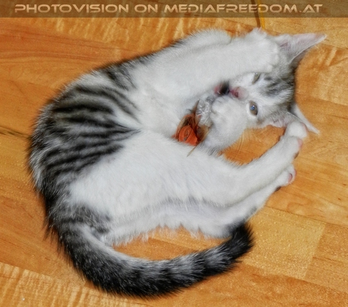 Willkommen Katerchen - Bild 02