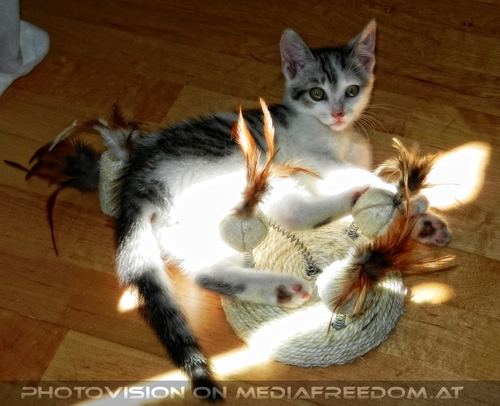 Willkommen Katerchen - Bild 04