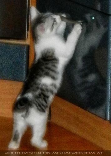 Willkommen Katerchen - Bild 09