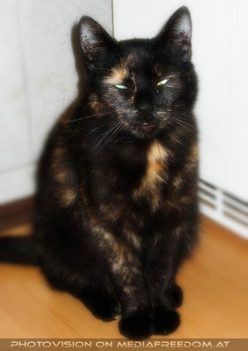 Madu - machte vor kurzem f�r immer die Augen zu...