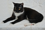 Entspannter Kater Ebony