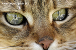 Katzenaugen