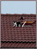 Roofcat