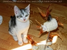Willkommen Katerchen - Bild 05