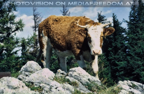 Willkommen auf der Alm