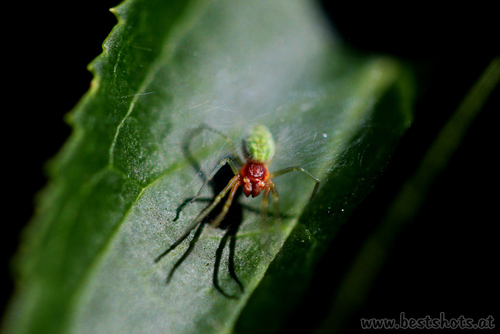 Spinne unbekannter Art