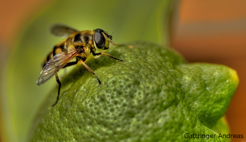 Totenkopfschwebefliege