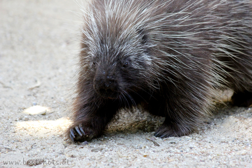 Urson (Erethizon dorsatum)