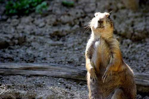 Schwarzschwanz Pr�riehund (Cynomys ludovicianus)
