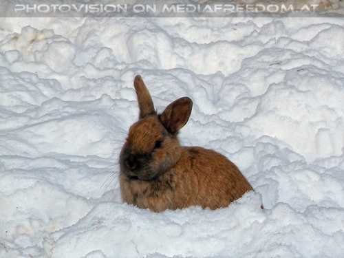 Winterlich 04 am Bauernhof