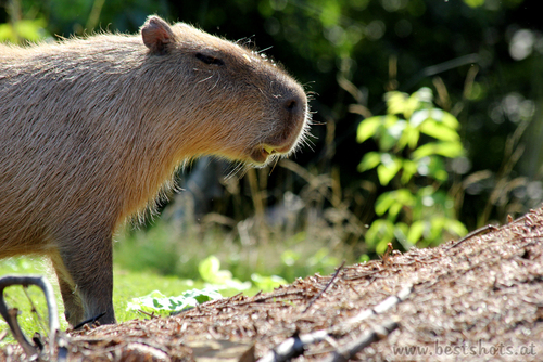 Wasserschwein (Hydrochaeris hydrochaeris)