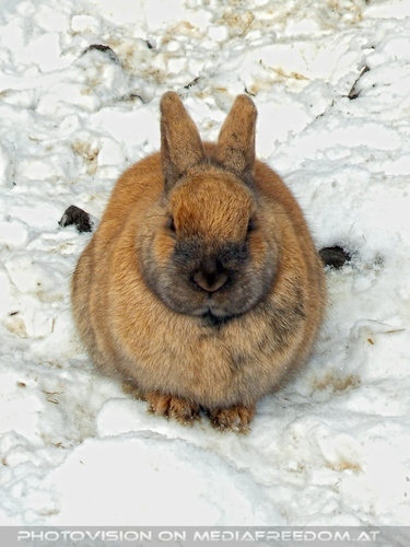 Winterlich 06 am Bauernhof: Hase