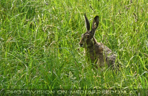 ...auf wiedersehen, Hase!