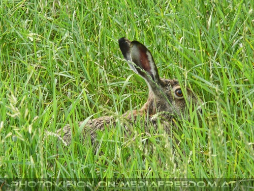 Hase in der Wildnis der Stadt