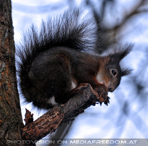 Eichh�rnchen 06