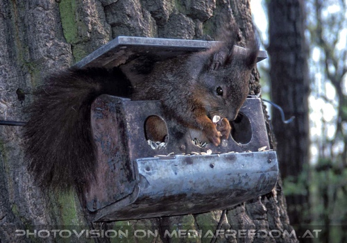 Eichh�rnchen beim fressen