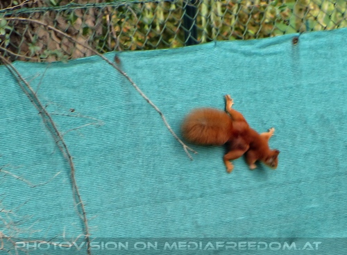 Eichh�rnchen Besuch