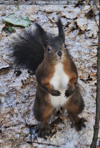 Ich auch bitte: Eichh�rnchen