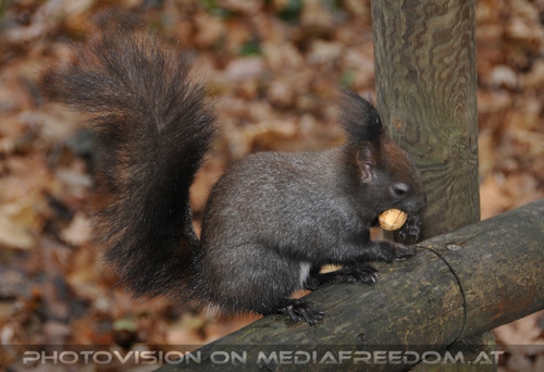 Eichk�tzchen f�ttern 07