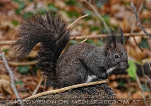 Eichk�tzchen f�ttern 08