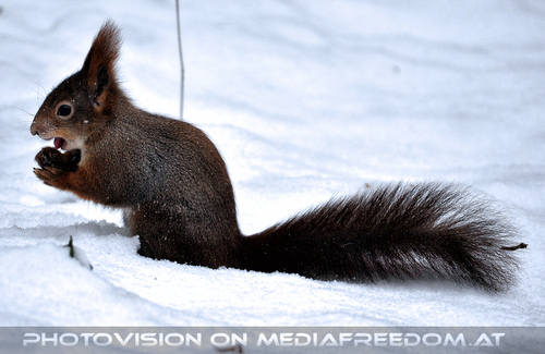 Eichk�tzchen im Schnee