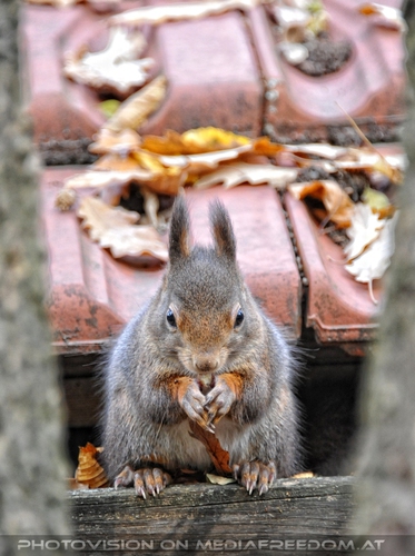 Eichk�tzchen Schmaus