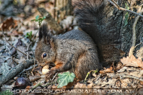 Eichkatzerl mit Nuss