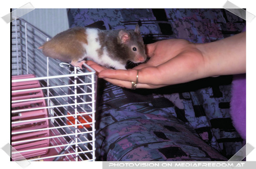 Hamster Ausgang