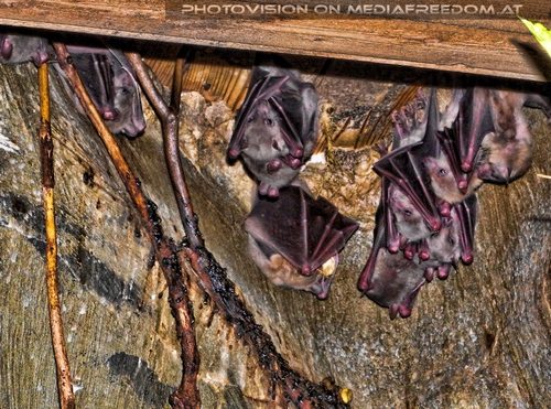 Flederm�use