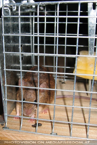 Hausmaus...eigentlich gerettet