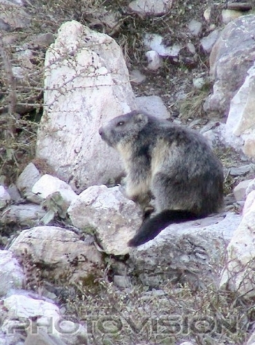 T�glich gr��t das Murmeltier