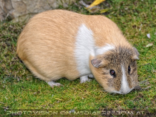 Meerschweinchen