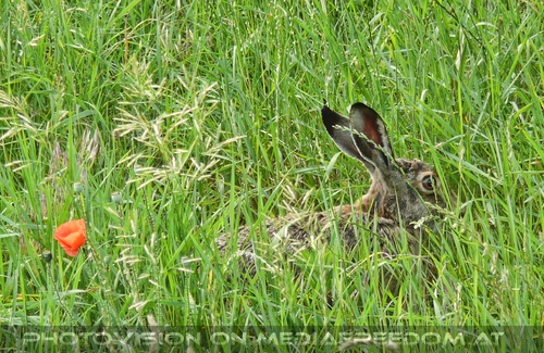 Mein Name ist Hase...