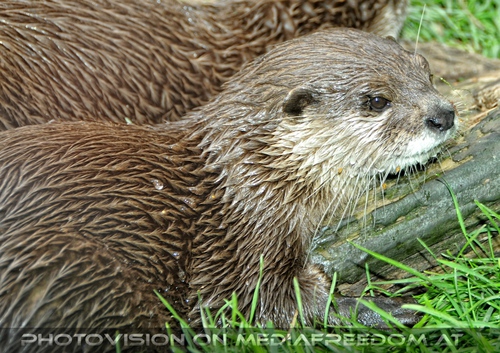 Otter