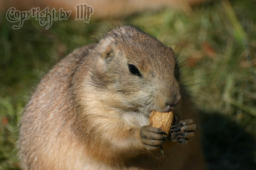 Meine Erdnuss, mein Schatz!