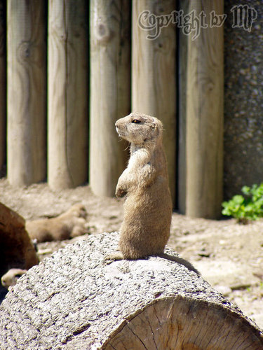 Einer h�lt immer die Stellung!