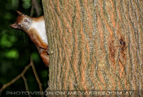 Waches Eichk�tzchen